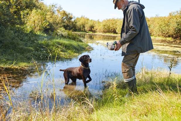 Top Dog Training Equipment for 2021