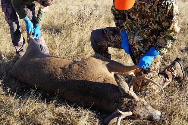 How to Tan a Deer Hide